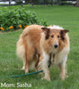 Collie Lassie For Sale Fredericksburg OH Male-Waylon