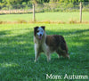 ABCA Registered Border Collie For Sale Warsaw OH Female-Molly