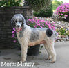 AKC Registered Standard Poodle For Sale Millersburg OH Female-Maddie