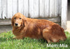 Goldendoodle For Sale Millersburg OH Male-Kody