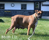 AKC Registered Boxer For Sale Fredericksburg OH Female-Lily