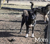 AKC Registered Akita For Sale Millersburg OH Female-Asha