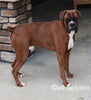 AKC Registered Boxer For Sale Fredericksburg OH Male-Payton