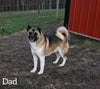 AKC Registered Akita For Sale Millersburg OH Male-Buster