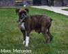 AKC Registered Boxer For Sale Fredericksburg OH Female-Jenny