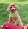 ACA Registered Mini Poodle For Sale Sugarcreek OH Female-Mia