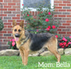 AKC Registered German Shepherd For Sale Millersburg OH Female-Beauty