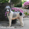 AKC Registered Standard Poodle For Sale Millersburg OH Male-Milo