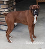 AKC Registered Boxer For Sale Fredericksburg OH Female-Paige