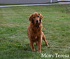 AKC Registered Golden Retriever For Sale Millersburg OH Male-Tucker