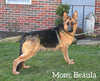 AKC Registered German Shepherd For Sale Millersburg OH Male-Cummins