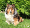 ACA Shetland Sheepdog For Sale Baltic OH Female-Olive