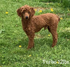 Mini Goldendoodle For Sale Millersburg OH Female-Tulip