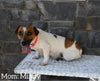 Jack Russell Terrier For Sale Holmesville OH Female-Monica
