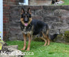 AKC Registered German Shepherd For Sale Millersburg OH Female-Muffin