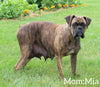 AKC Registered Boxer For Sale Fredericksburg OH Female-Dinah