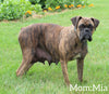 Boxer For Sale Fredericksburg OH Female-Roxie