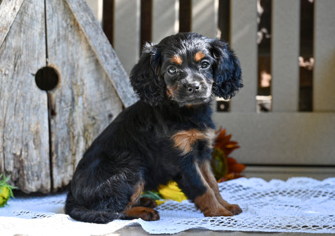 Cavapoo Puppy For Sale Millersburg OH-Rachel