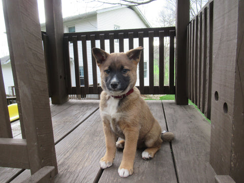 Shiba Inu-Border Collie Mix Dundee OH-Red Marshall Male