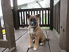 Shiba Inu-Border Collie Mix Dundee OH-Red Marshall Male