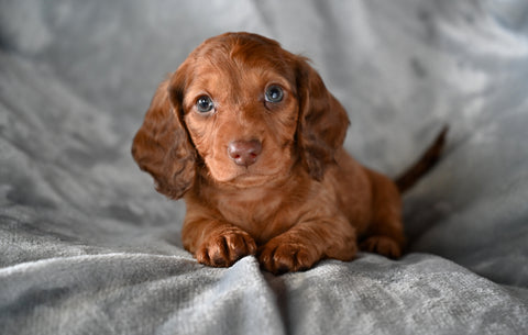 ACA Long Haired Dachshund For Sale Fredericksburg OH Male Rocky