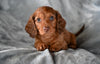 ACA Long Haired Dachshund For Sale Fredericksburg OH Male Rocky