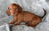 ACA Long Haired Dachshund For Sale Fredericksburg OH Male Rocky