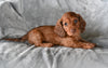 ACA Long Haired Dachshund For Sale Fredericksburg OH Male Rocky