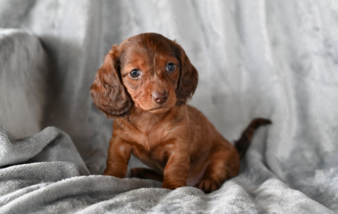 ACA Long Haired Dachshund For Sale Fredericksburg OH Female Rosy