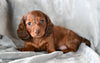 ACA Long Haired Dachshund For Sale Fredericksburg OH Female Rosy