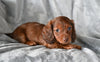 ACA Long Haired Dachshund For Sale Fredericksburg OH Female Rosy