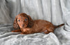 ACA Long Haired Dachshund For Sale Fredericksburg OH Female Rosy
