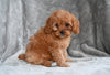 Cavapoo For Sale Millersburg Ohio Female Tessa