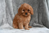 Cavapoo For Sale Millersburg Ohio Female Tessa