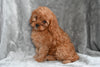 Cavapoo For Sale Millersburg Ohio Female Tessa