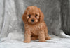 Cavapoo For Sale Millersburg OH Male Timmy