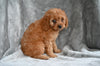 Cavapoo For Sale Millersburg OH Male Timmy