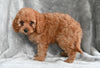 Cavapoo For Sale Millersburg OH Male Timmy