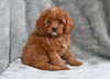 Cavapoo For Sale Millersburg OH Female Tina
