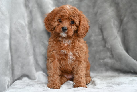 Cavapoo For Sale Millersburg OH Female Tina