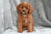 Cavapoo For Sale Millersburg OH Female Tina