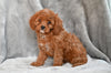 Cavapoo For Sale Millersburg OH Female Tina