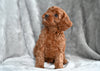 Cavapoo For Sale Millersburg OH Male Tommy