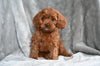 Cavapoo For Sale Millersburg OH Male Tommy