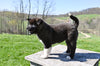 AKC Akita For Sale Millersburg OH Male-Tucker