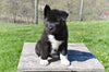 AKC Akita For Sale Millersburg OH Male-Tucker