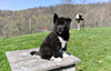 AKC Akita For Sale Millersburg OH Male-Tucker