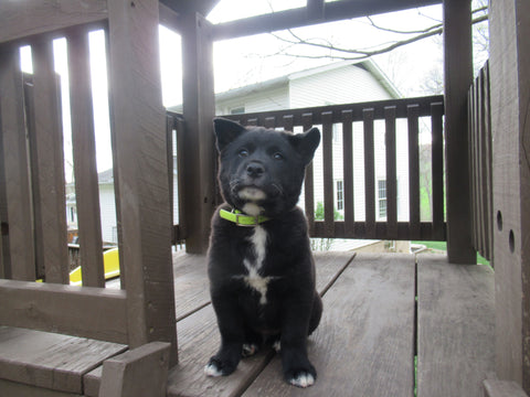 Shiba Inu-Border Collie Dundee OH Rocky-Male