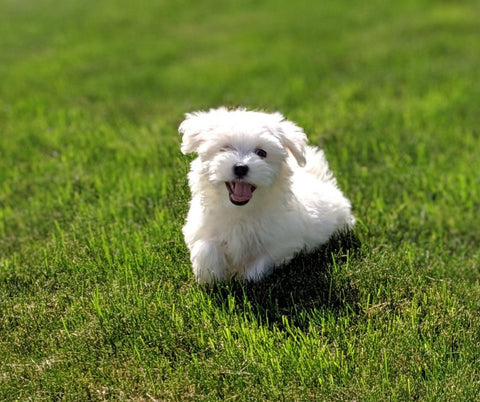 ACA Maltese For Sale Millersburg OH -Male Liam