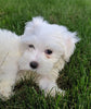 ACA Maltese For Sale Millersburg OH -Male Liam